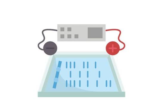 Gel Electrophoresis Systems